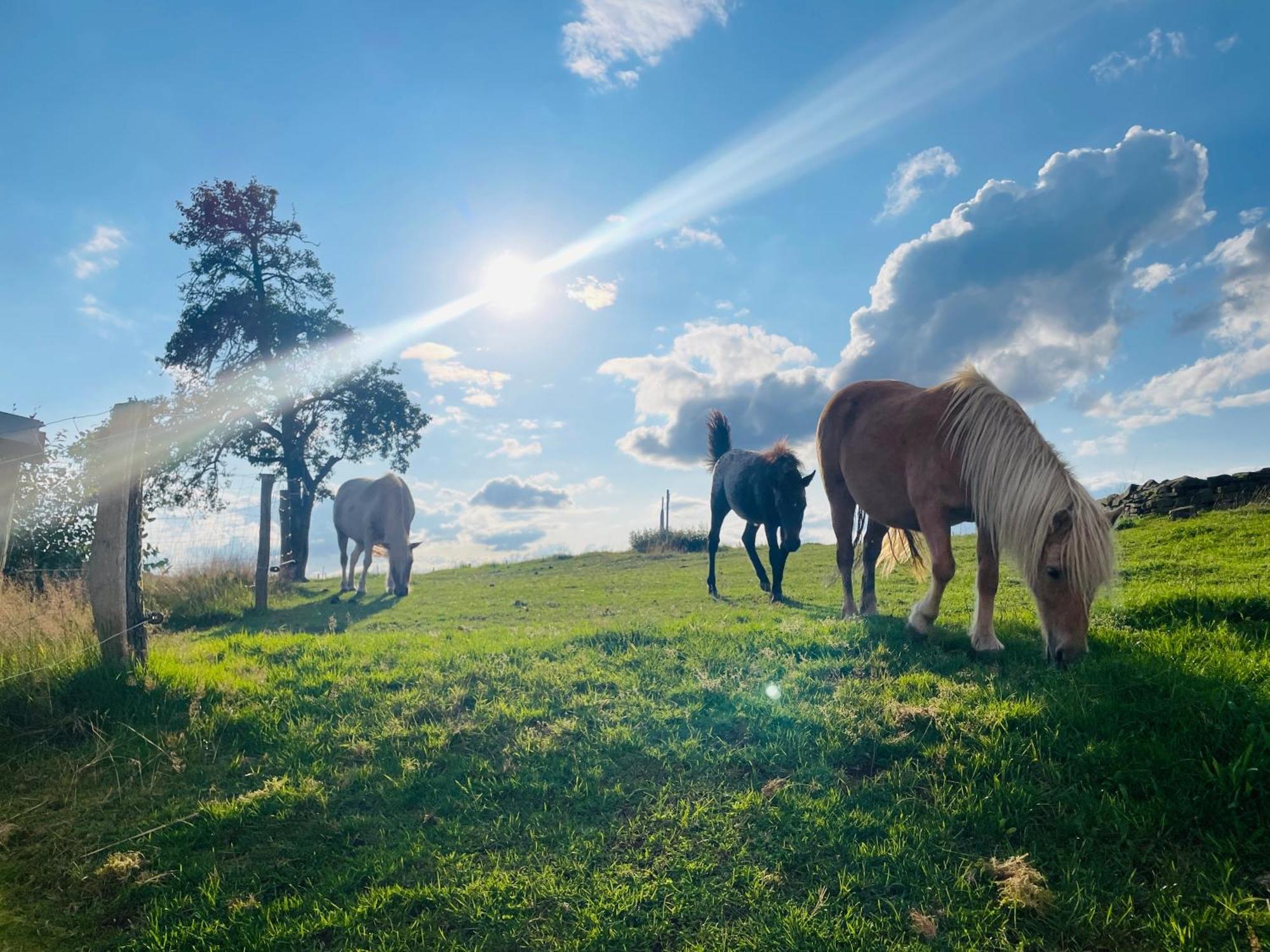 Auszeit Altenhorst, Gartenferienwohnung Schalksmuhle Esterno foto